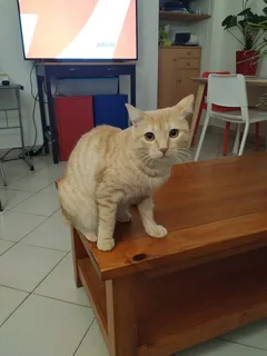 Chat perdu Sans race particulière
