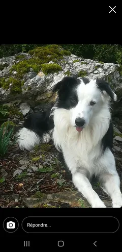 Chien perdu Border Collie