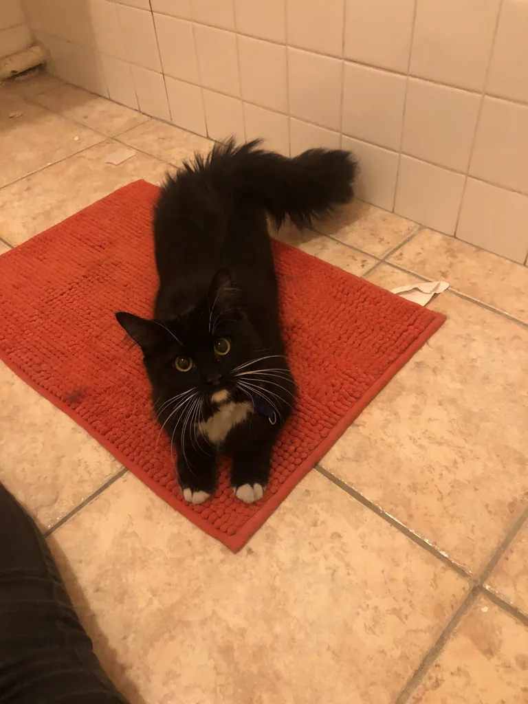 Chat trouvé