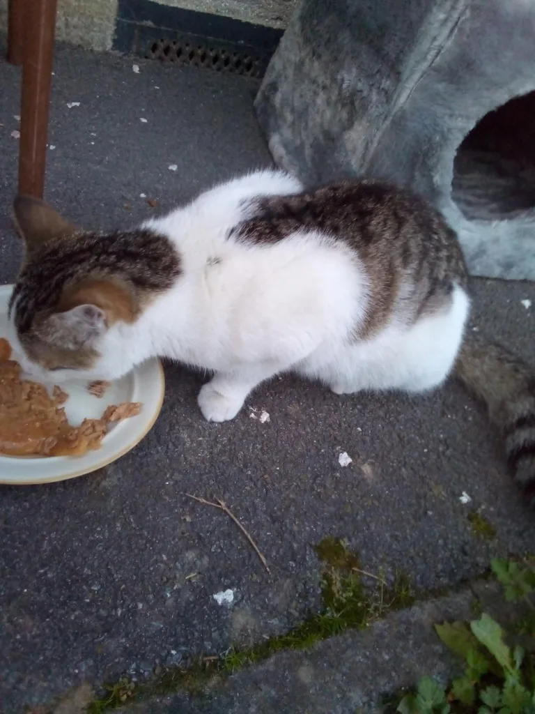 Chat trouvé