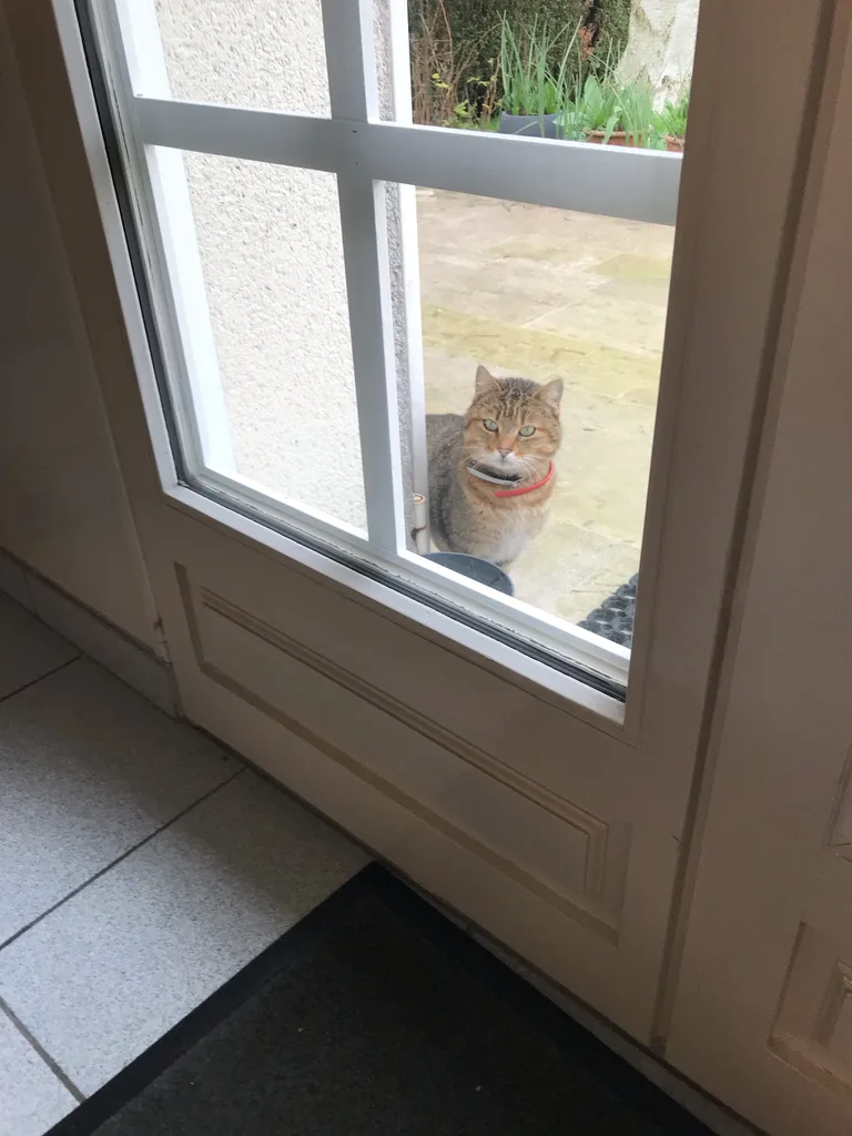 Chat trouvé