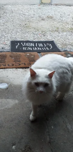 Chat trouvé Angora Turc