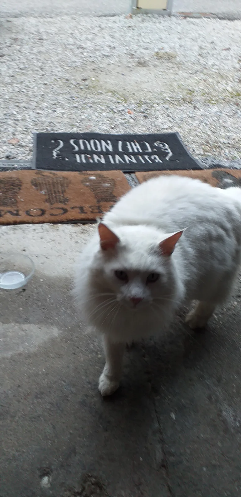 Chat trouvé