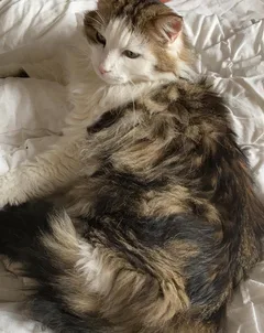 Chat trouvé Chat des Forêts Norvégiennes