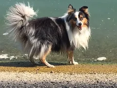Chien perdu Berger des Shetland