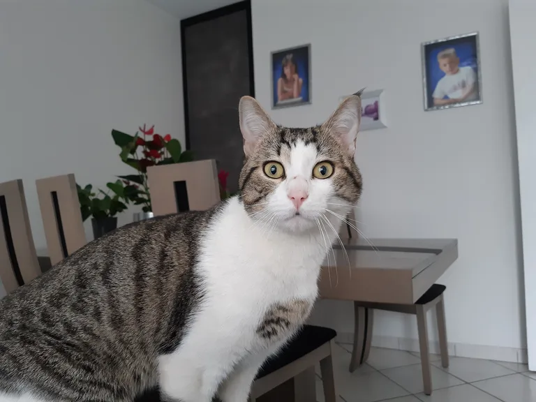 Chat trouvé