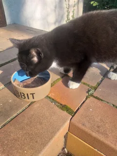 Chat trouvé Européen
