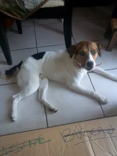 Chien trouvé Jack-Russell-Terrier