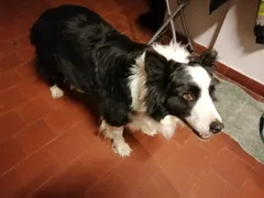 Chien trouvé Border Collie