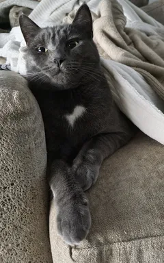 Chat perdu Européen