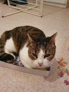 Chat perdu Européen