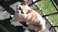 Chat trouvé Européen