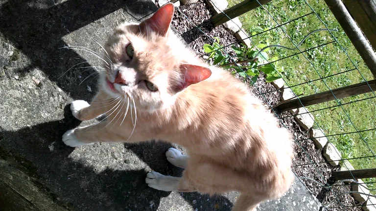 Chat trouvé