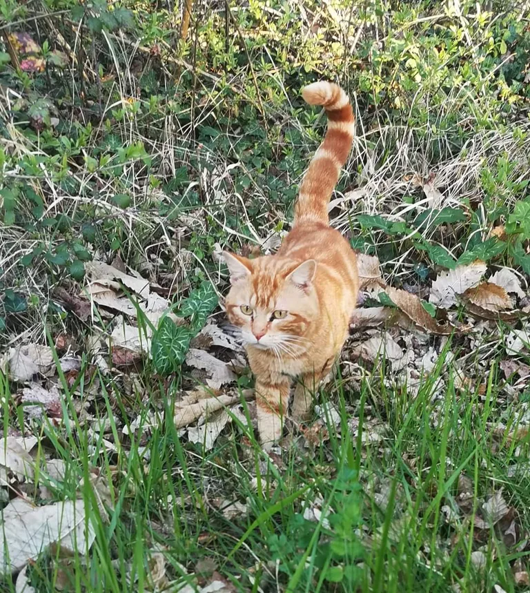 Chat trouvé