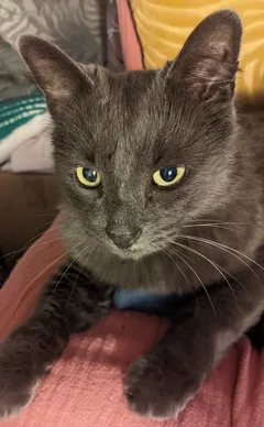 Chat trouvé Européen
