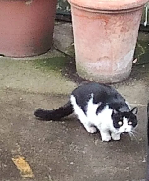 Chat trouvé