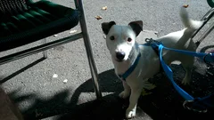 Chien perdu Jack-Russell-Terrier