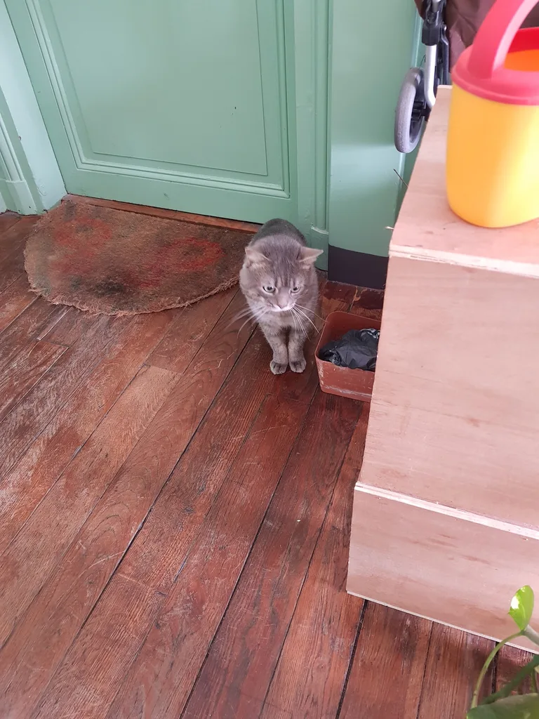 Chat trouvé