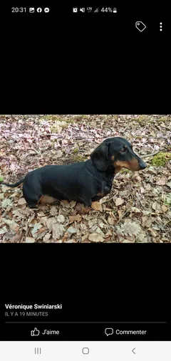 Chien perdu Teckel