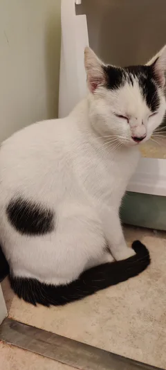 Chat trouvé Européen