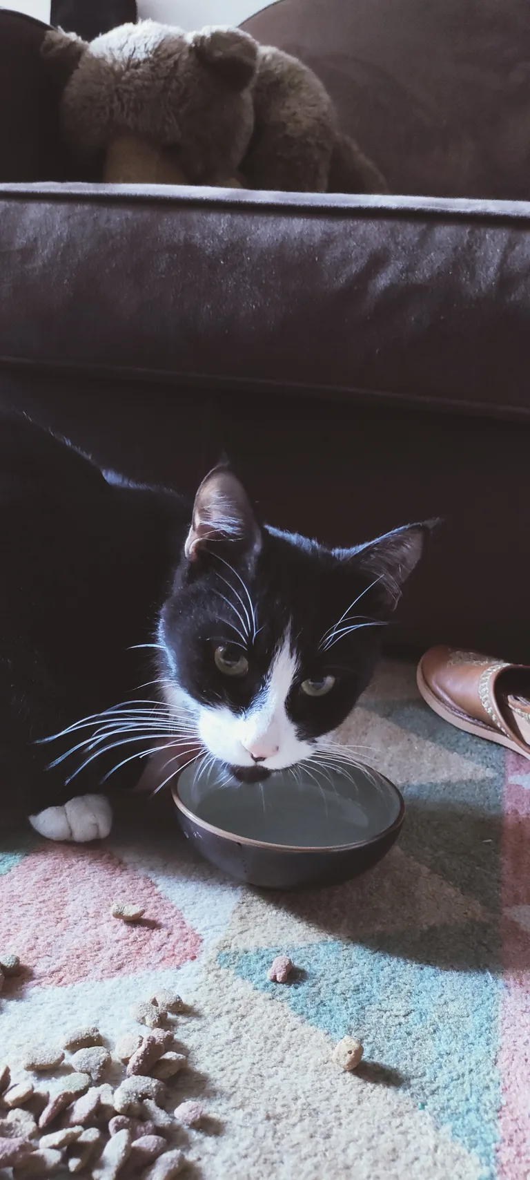 Chat trouvé