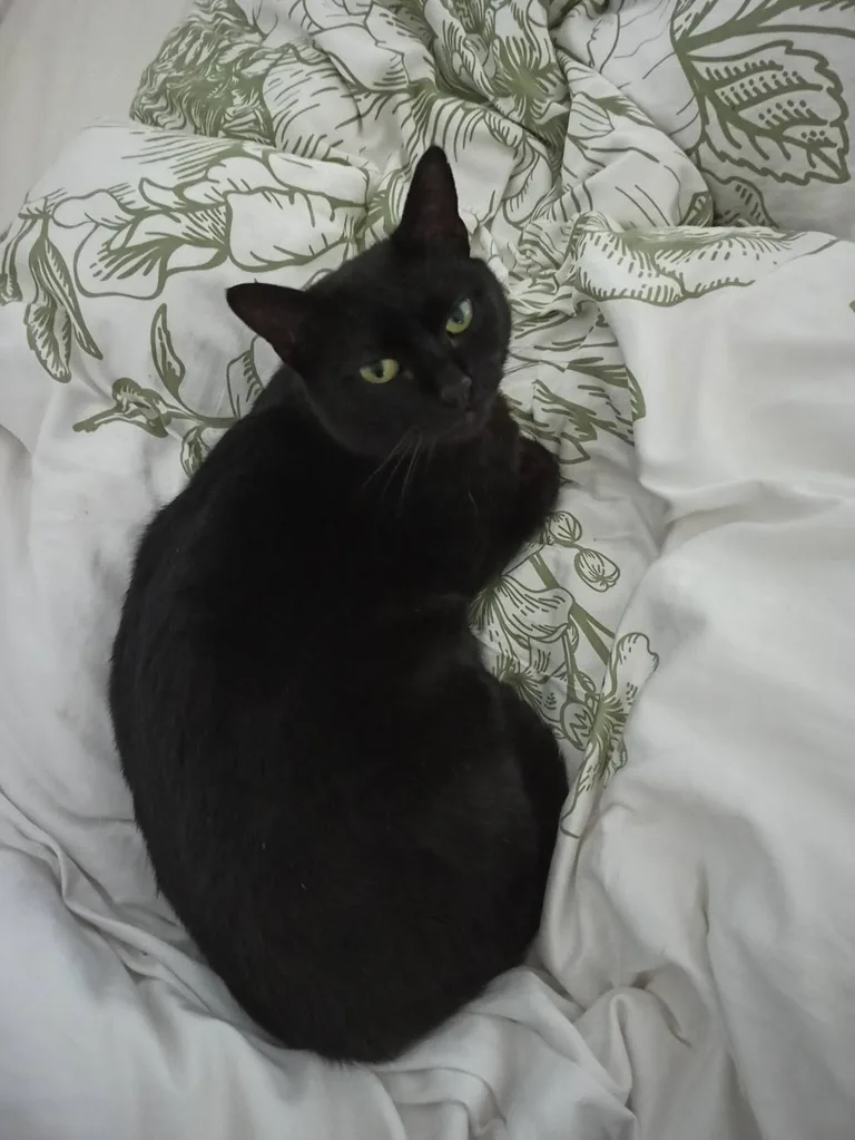 Lamouné
