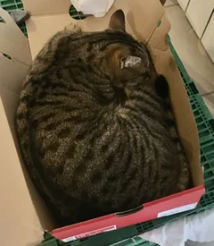 Chat perdu Chat Sauvage d'Europe