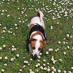 Chien perdu Jack-Russell-Terrier