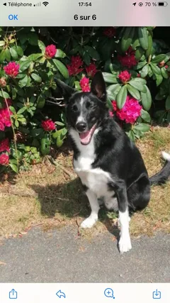 Chien perdu Border Collie