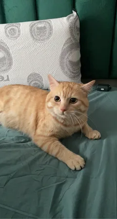 Chat perdu Européen