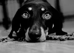 Chien perdu Teckel