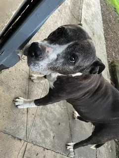 Chien perdu American-Staffordshire-Terrier