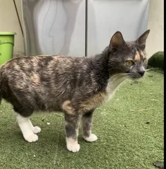 Chat perdu Européen