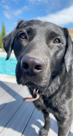 Chien perdu Labrador-Retriever