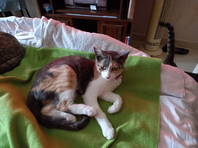BELLA