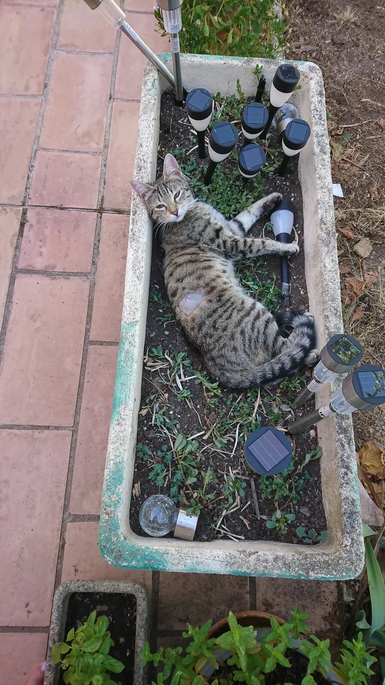 rosalie