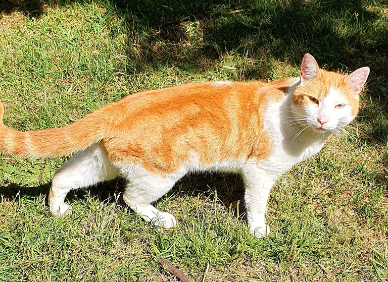 Chat trouvé