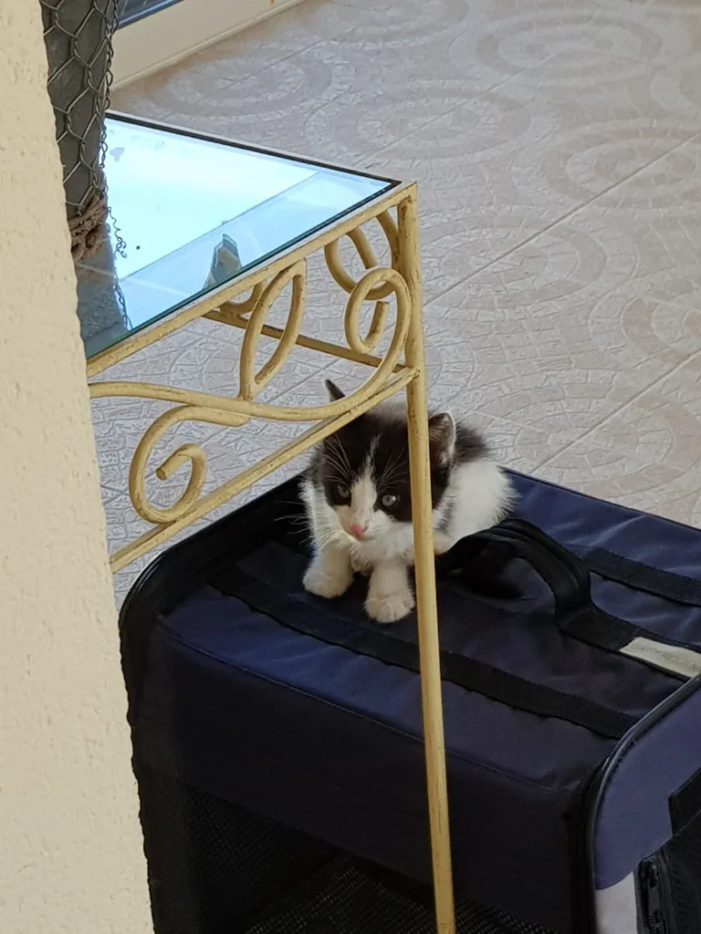Chat trouvé