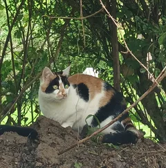 Chat perdu Européen