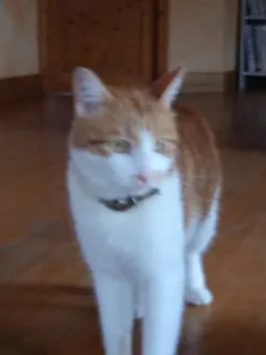Chat perdu Bengal