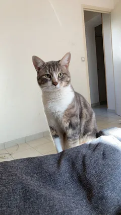 Chat perdu Européen