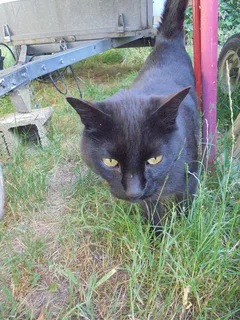 Chat trouvé Européen