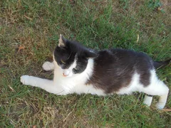 Chat trouvé Européen