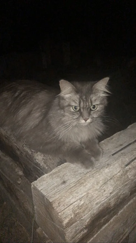 Chat trouvé