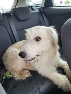 Chien trouvé Berger des Pyrénées