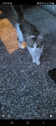 Chat trouvé Européen