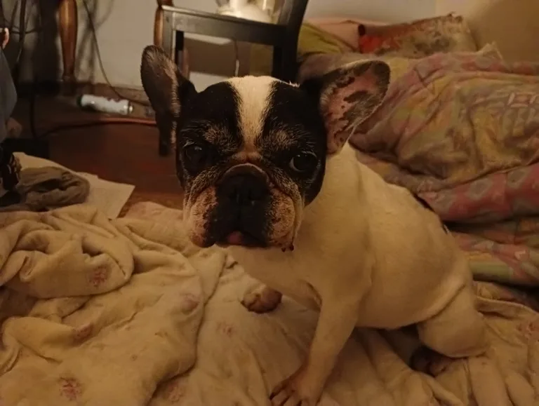 Chien trouvé