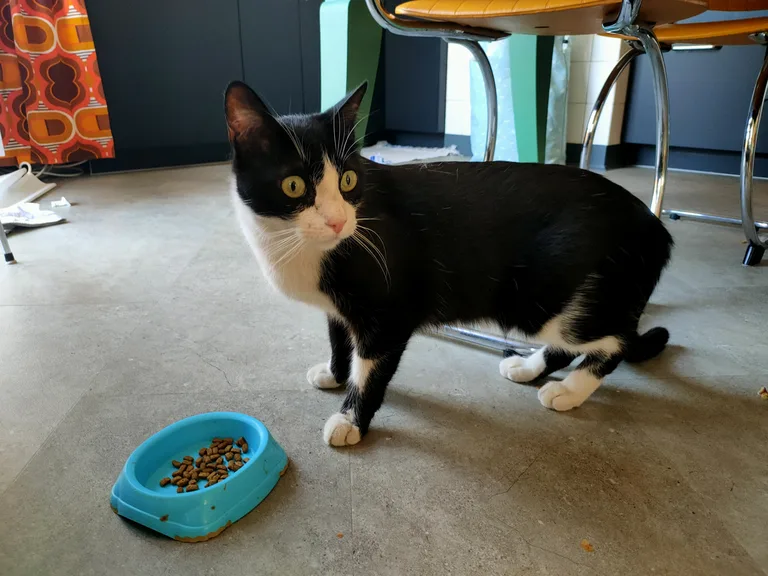 Chat trouvé