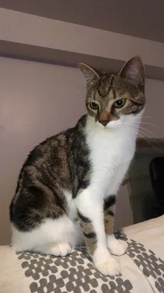 Chat perdu Européen