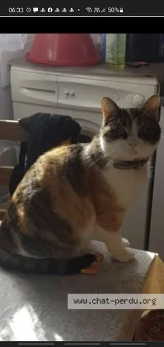 Chat perdu Européen